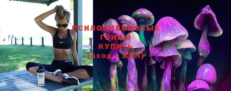 Псилоцибиновые грибы Psilocybe  Малая Вишера 